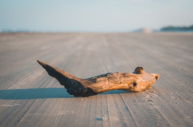 Boomstam op strand