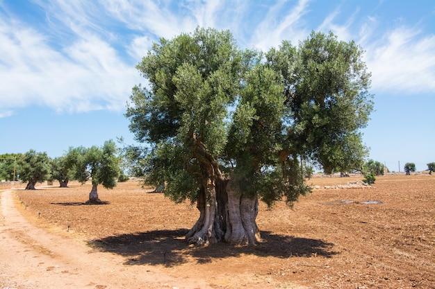 Boomstam van oude olijfboom in Puglia Italië