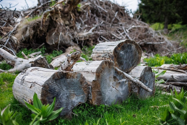 Boomstammen en takken liggen op gras in het bos