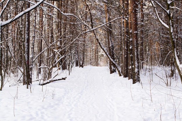 Boomstammen in winterbos