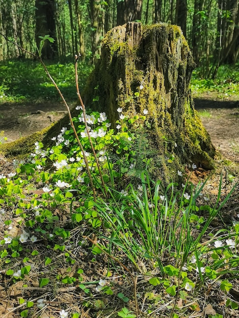 boomstronk begroeid met bloemen in het bos in de lente, lentebos, witte lentebloemen op de boomstronk