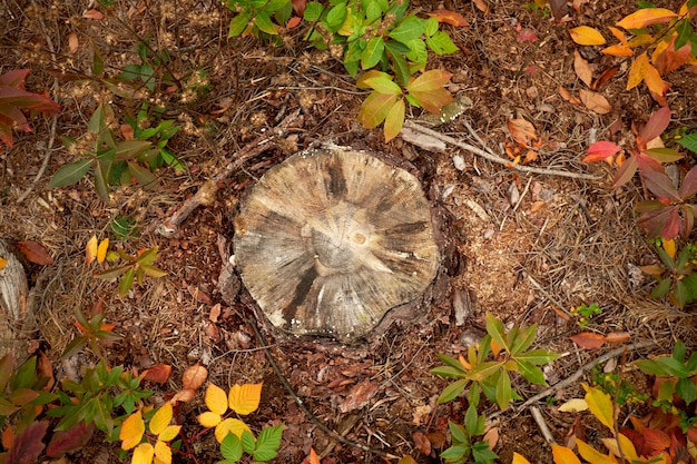 Boomstronk in het de herfstbos.