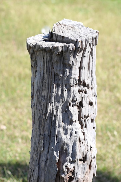 boomstronk in natuurlijk bos