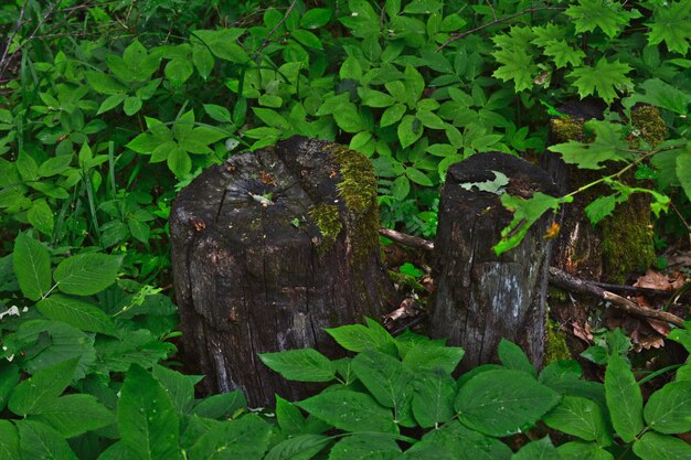 boomstronk tussen groene bladeren geïsoleerd close-up