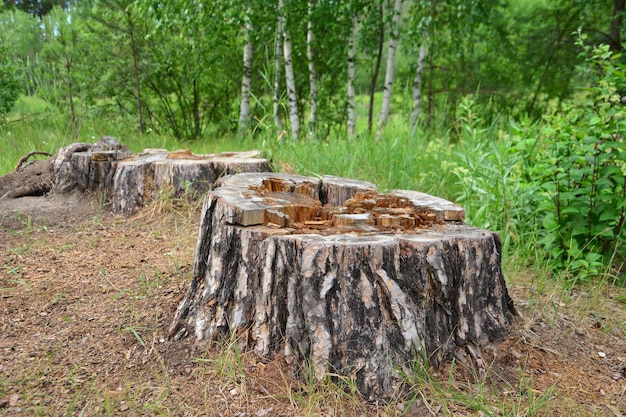 boomstronken in het bos op de achtergrond van bos en berkenbomen