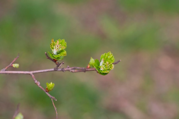 Boomtak het eerste verlof in de lenteknoppen in de bomen bloeien op een wazige achtergrond selectieve focus