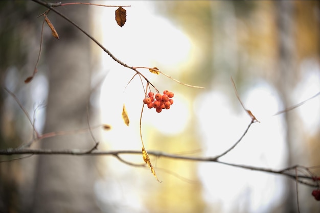 Boomtak met bessen van oranje lijsterbessen in de herfst