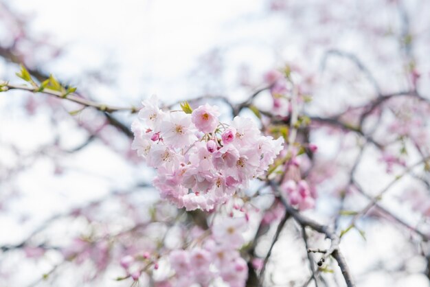 boomtak met bloemen