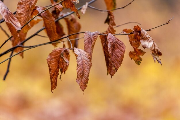 Boomtak met droge herfstbladeren