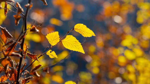 Boomtak met gele herfstbladeren in het bos op een donkere achtergrond bij zonnig weer