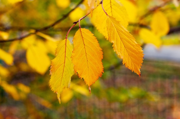 Boomtak met gele herfstbladeren in het bos op een wazige achtergrond