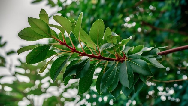 Foto boomtak met groene bladeren op een witte achtergrond