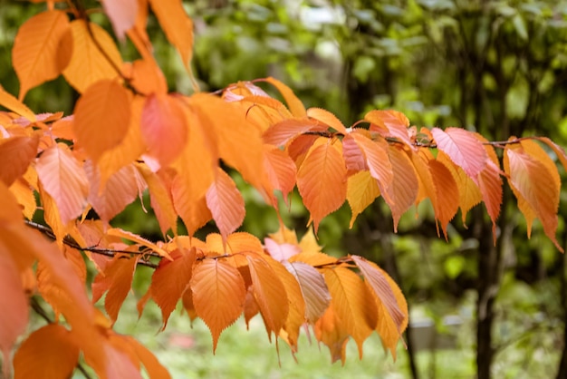 Boomtak met herfst rode en oranje bladeren close-up