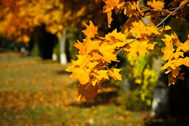 Boomtak met herfstbladeren.