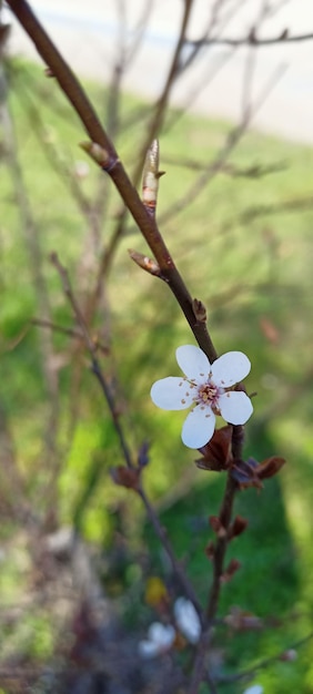 Boomtak met het thema bloemen lente