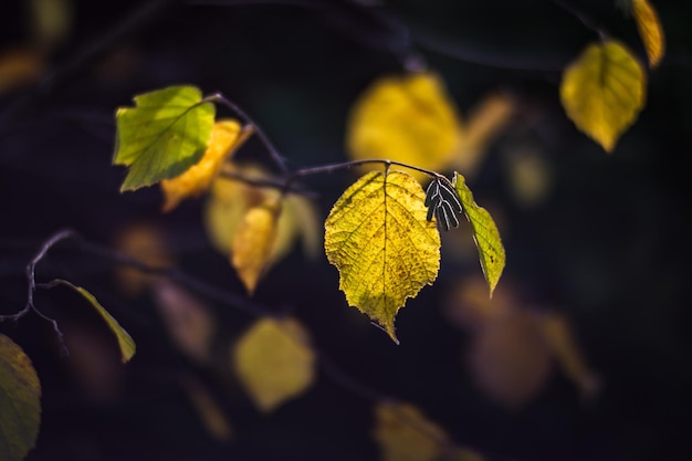 Boomtak met kleurrijke herfstbladeren close-up Herfst achtergrond Mooie natuurlijke sterke onscherpe achtergrond met copyspace