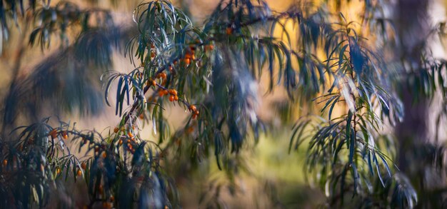 Boomtak met kleurrijke herfstbladeren close-up Herfst achtergrond Mooie natuurlijke sterke onscherpe achtergrond met copyspace