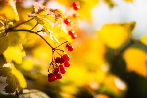 Boomtak met kleurrijke herfstbladeren en rode bessen close-up Herfst achtergrond Mooie natuurlijke sterke onscherpe achtergrond met copyspace