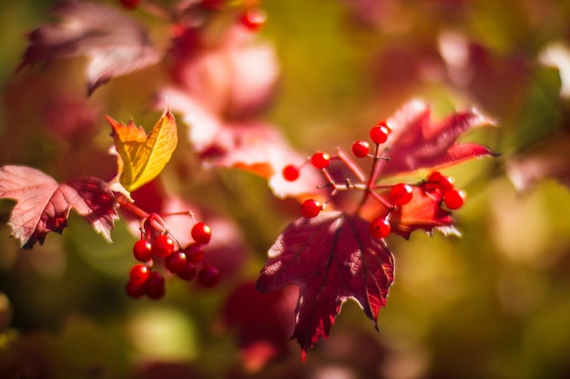 Boomtak met kleurrijke herfstbladeren en rode bessen close-up Herfst achtergrond Mooie natuurlijke sterke onscherpe achtergrond met copyspace