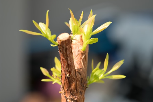 Boomtak met knop, embryonale groene bladeren schieten