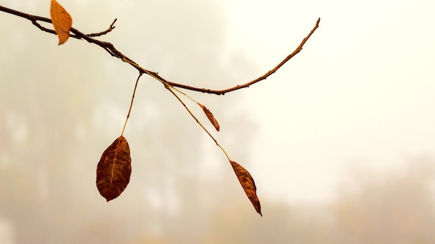 Boomtak met laatste droge herfstbladeren op een onscherpe achtergrond in warme kleuren