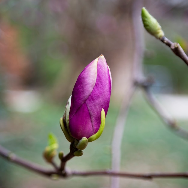 Boomtak met magnolia bloemen. Magnoliabloemknop in het vroege voorjaar. Het begin van de bloei van magnolia. Magnoliaboom in het vroege voorjaar met jonge bloemknoppen.