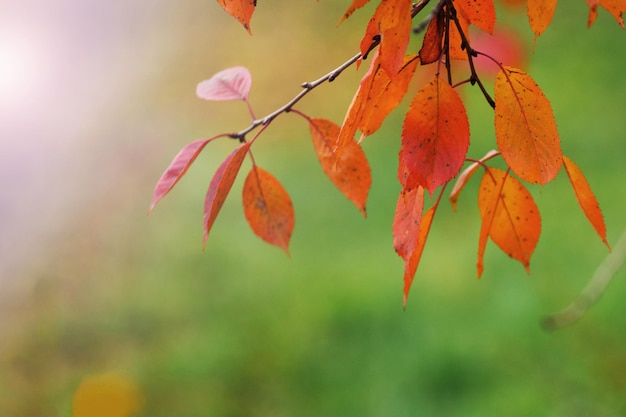 Boomtak met oranje droge bladeren op een onscherpe achtergrond in de herfst