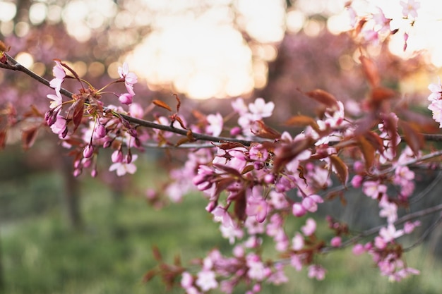 boomtak met roze bloemen op de voorgrond en de zon schijnt door de bomen