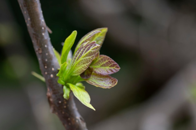 Boomtak met toppen achtergrond lente close-up