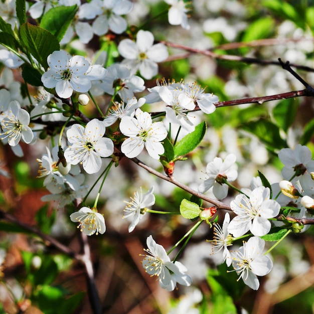 Boomtak met witte bloesems