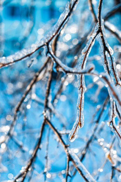 Boomtakken bedekt met glanzend ijs en ijspegels. ijzig sneeuwweer in het bos.