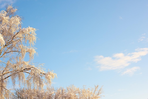 Boomtakken bedekt met sneeuw in de winter tegen een heldere hemelachtergrond met copyspace Bevroren bladeren en takken van een hoge boom Sneeuw smelt van groene bladeren in het vroege voorjaar na sneeuwval buiten