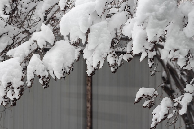 Boomtakken bedekt met sneeuw