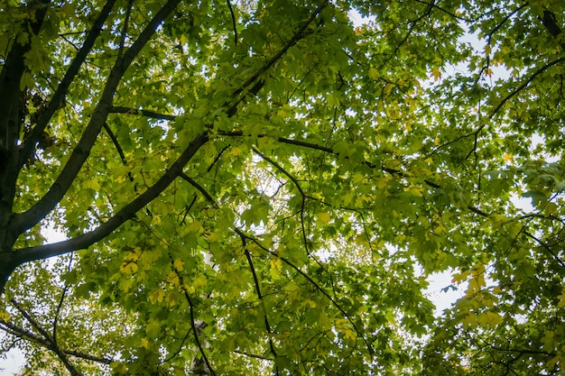 Boomtakken in de herfstpark