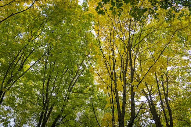 Boomtakken in de herfstpark