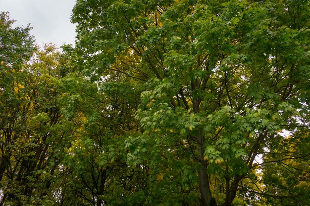 Boomtakken in de herfstpark