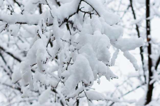 Boomtakken in de sneeuw in de winter tegen de achtergrond van de serogoneb Sneeuwval in de koude winterxA