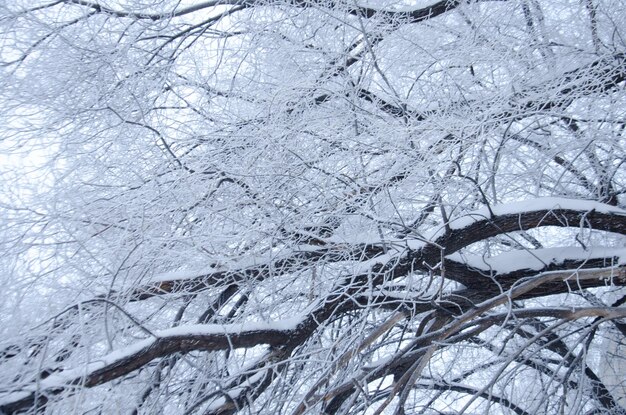 Foto boomtakken in de sneeuw in de winter