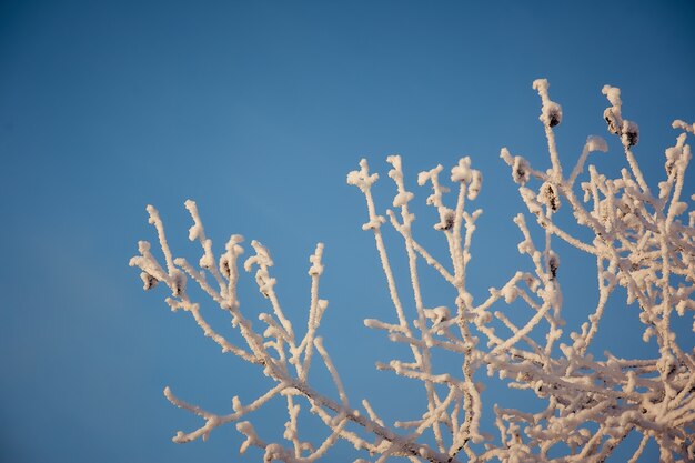 Boomtakken in de sneeuw Zonnige winterdag.