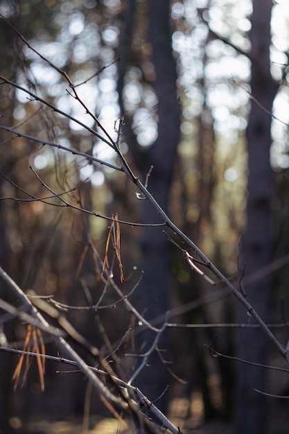 boomtakken in de stralen van de winterzon, zonnige bokeh