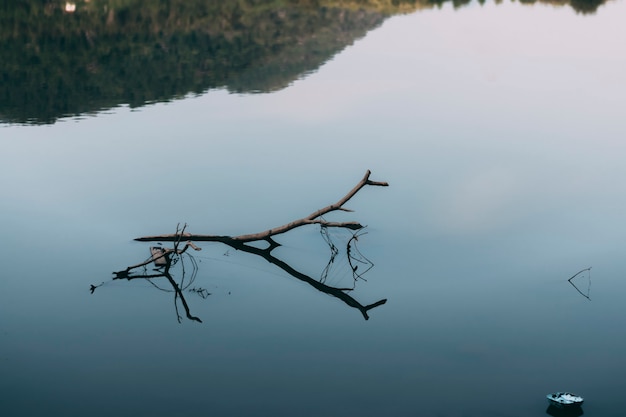 Boomtakken in het water en de reflectie.