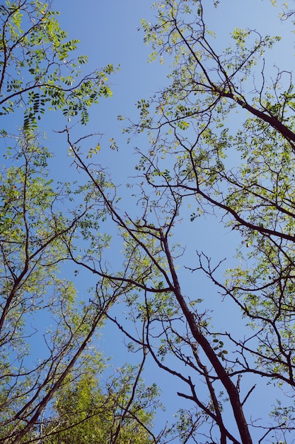 boomtakken met groene bladeren en blauwe hemel in de herfstseizoen