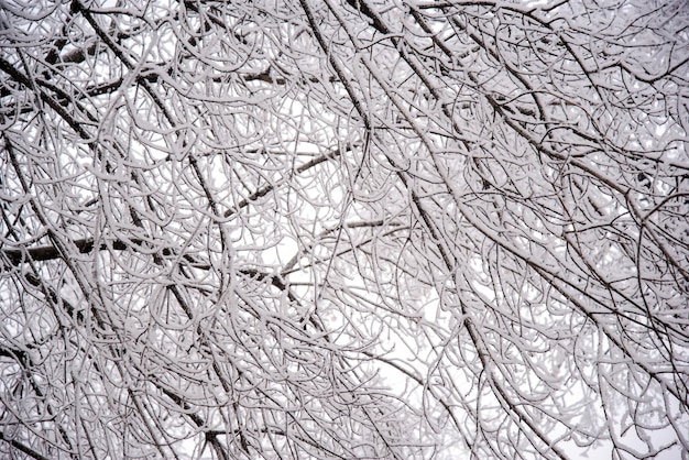 Boomtakken met sneeuw in de winter