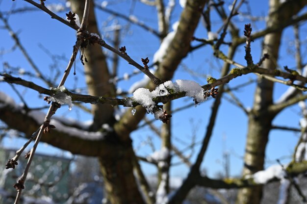 Boomtakken met sneeuw tegen een blauwe hemel bij helder zonnig weer. Hoge kwaliteit foto