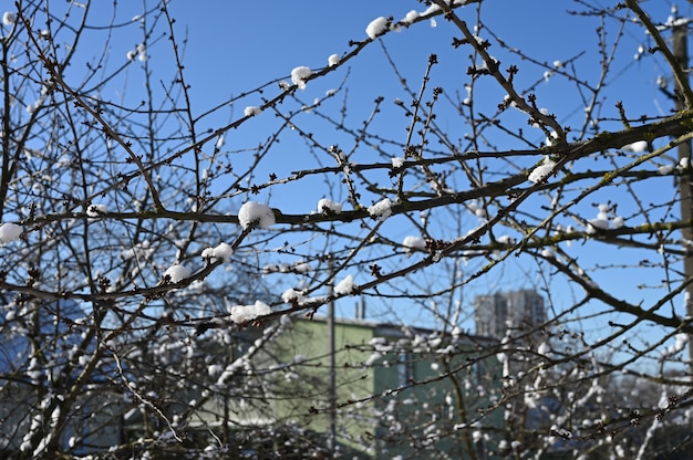 Boomtakken met sneeuw tegen een blauwe hemel bij helder zonnig weer. Hoge kwaliteit foto