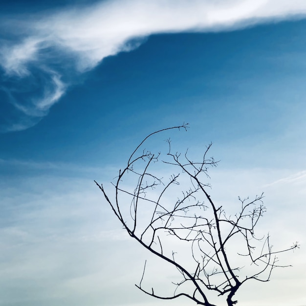 Foto boomtakken op de blauwe hemel en de witte wolkenachtergrond en de textuur