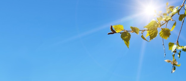 Boomtakken tegen de blauwe lucht met felle zonneschijn