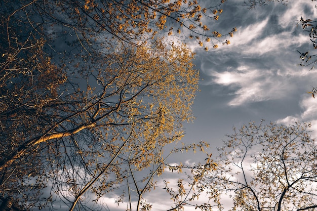 Boomtakken tegen de lucht een wandeling in het bos