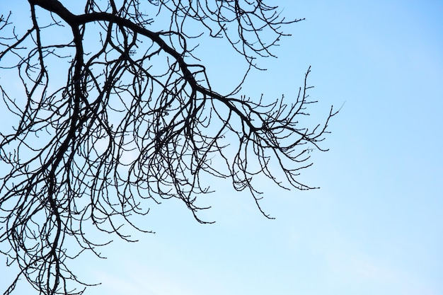 Boomtakken zonder bladeren tegen het herfstseizoen van de blauwe lucht in de natuur