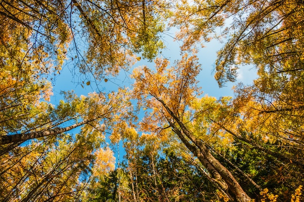 Boomtoppen in het herfstbos